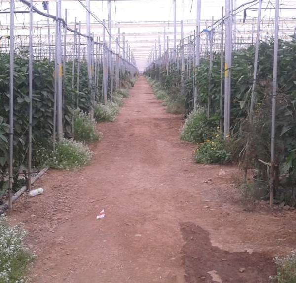 invernadero agricultura biodinamica