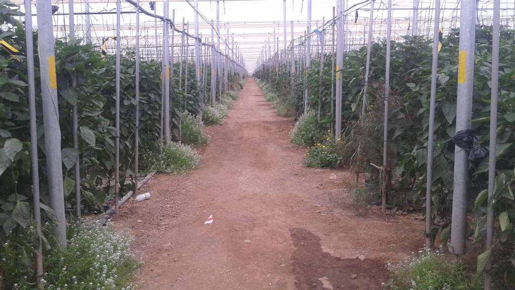 invernadero agricultura biodinamica