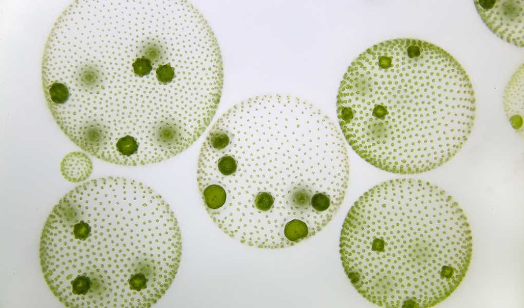 microalgaw