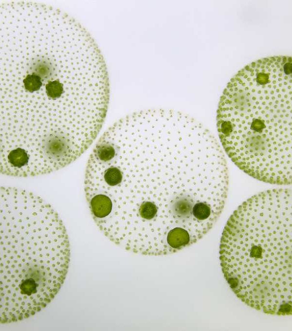 microalgaw
