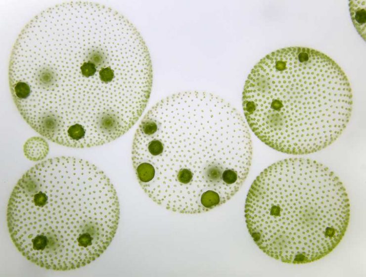 microalgaw