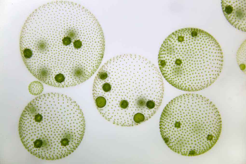 microalgaw