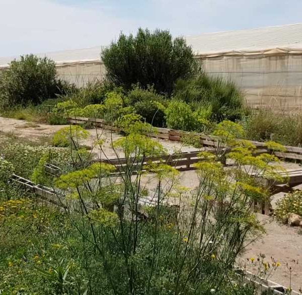 setos biodiversidad