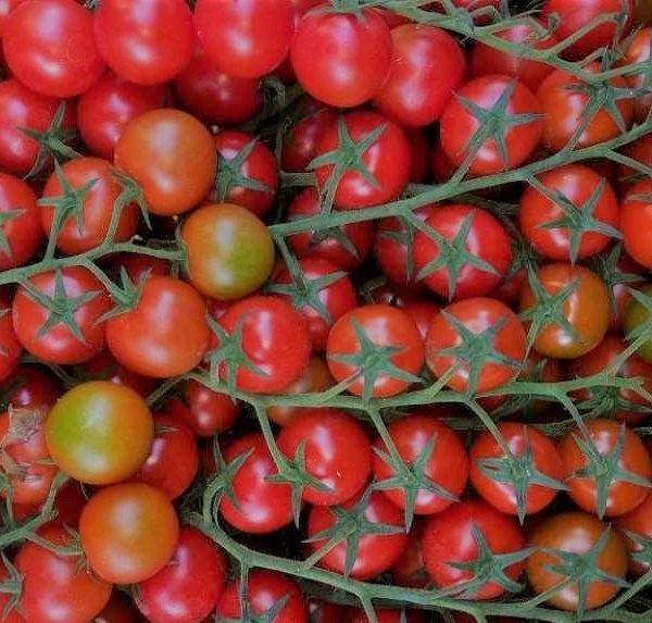 tomate cherry