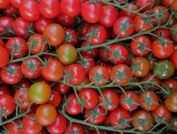 tomate cherry