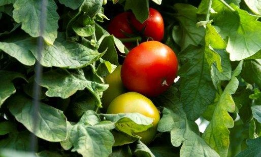 tomate