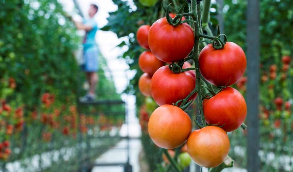 tomates invernadero