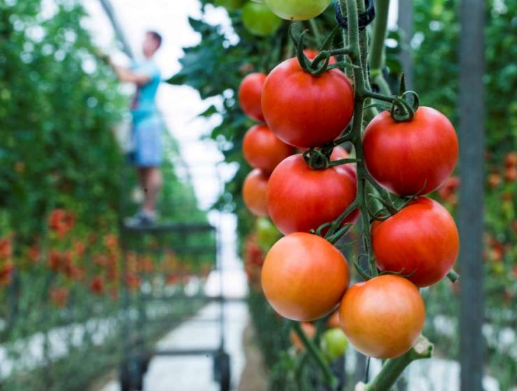 tomates invernadero