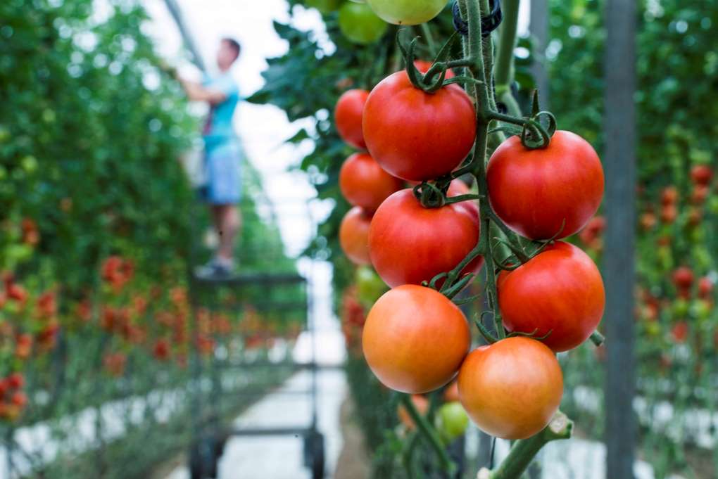 tomates invernadero