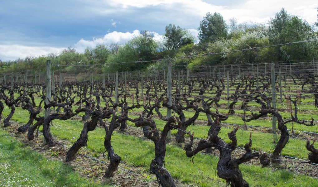 viñedos