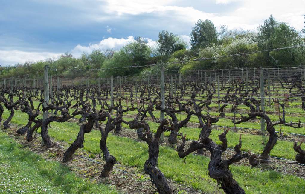 viñedos