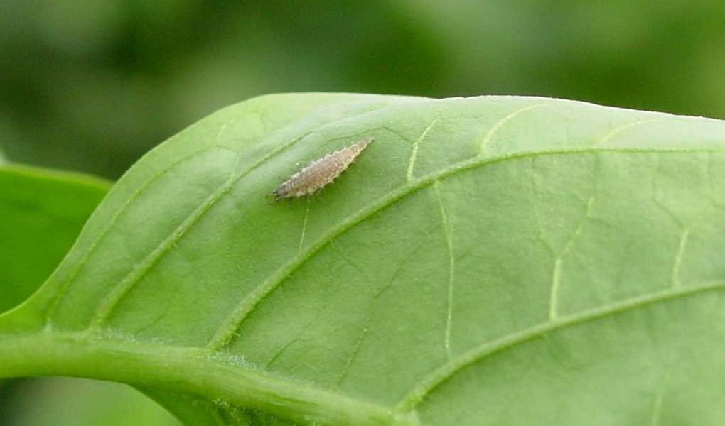 CRISOPA