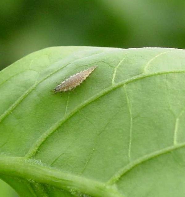 CRISOPA