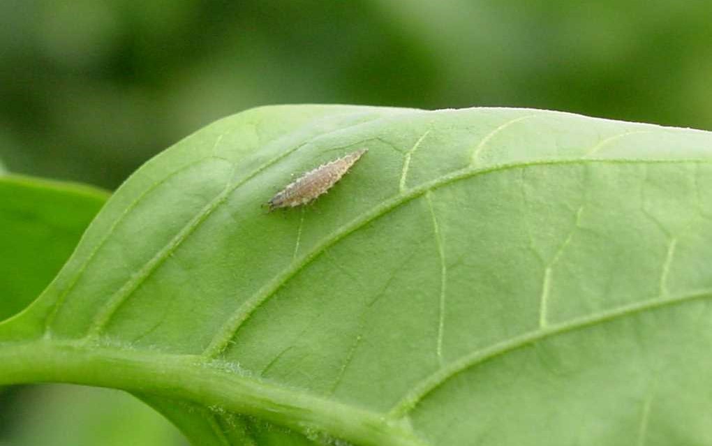 CRISOPA