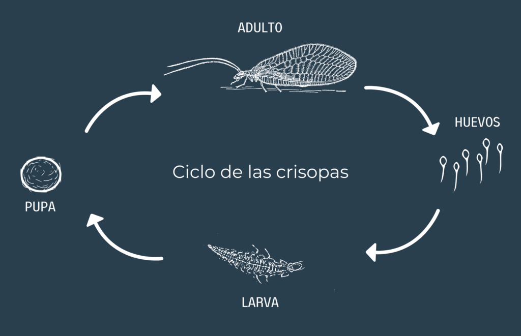 ciclo de la crisopa