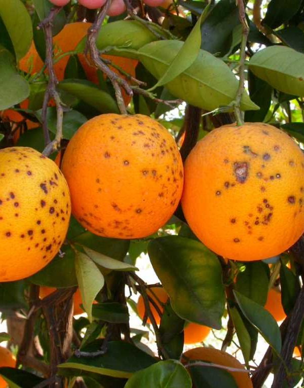 cítricos