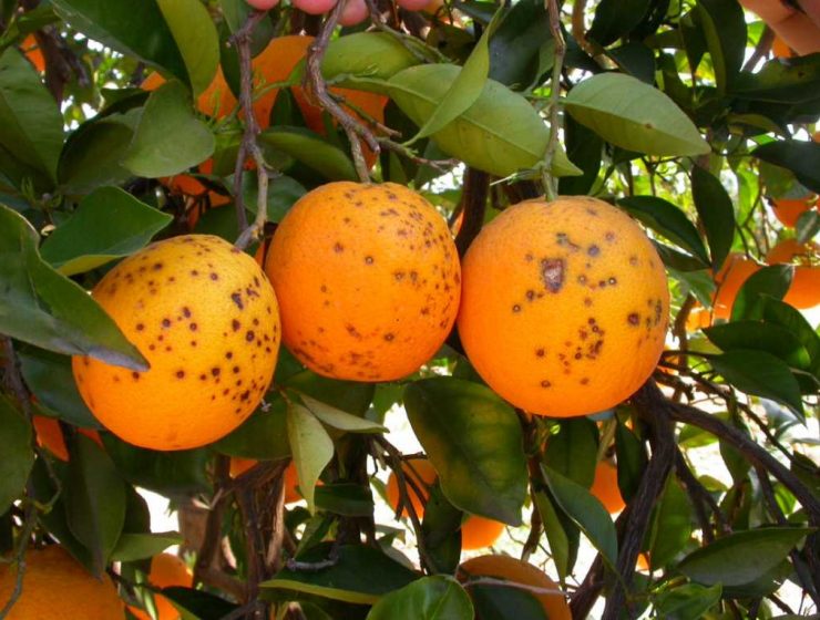 cítricos