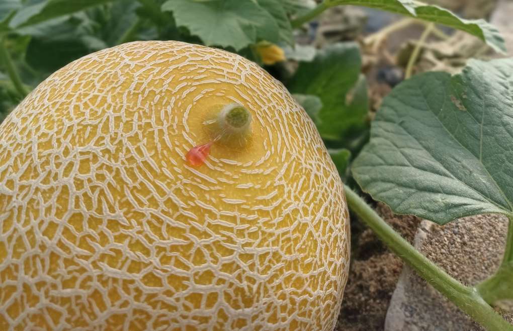 galia fitó melón