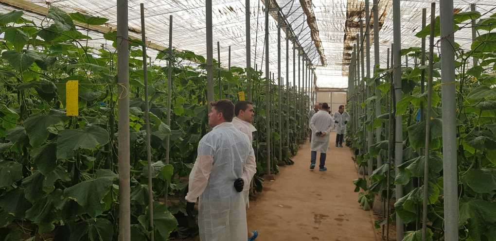 jornada salata pepino