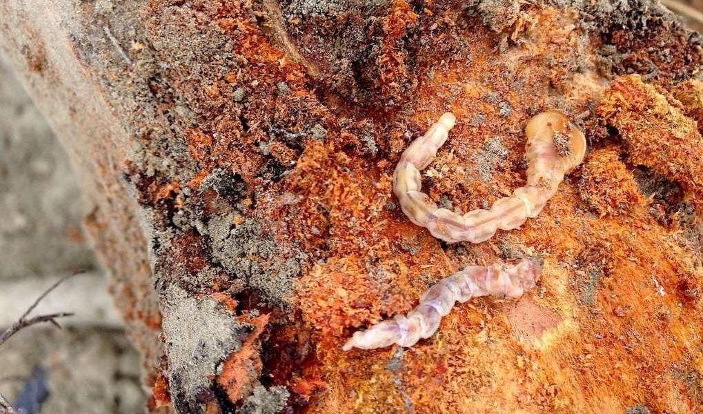 koppert-larva-gusano-cabezudo