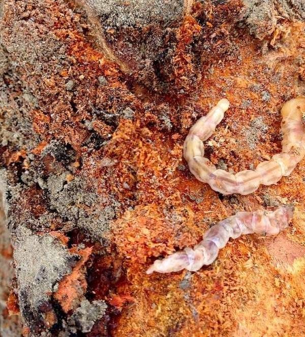 koppert-larva-gusano-cabezudo