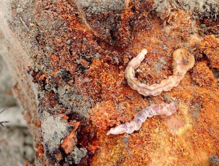 koppert-larva-gusano-cabezudo