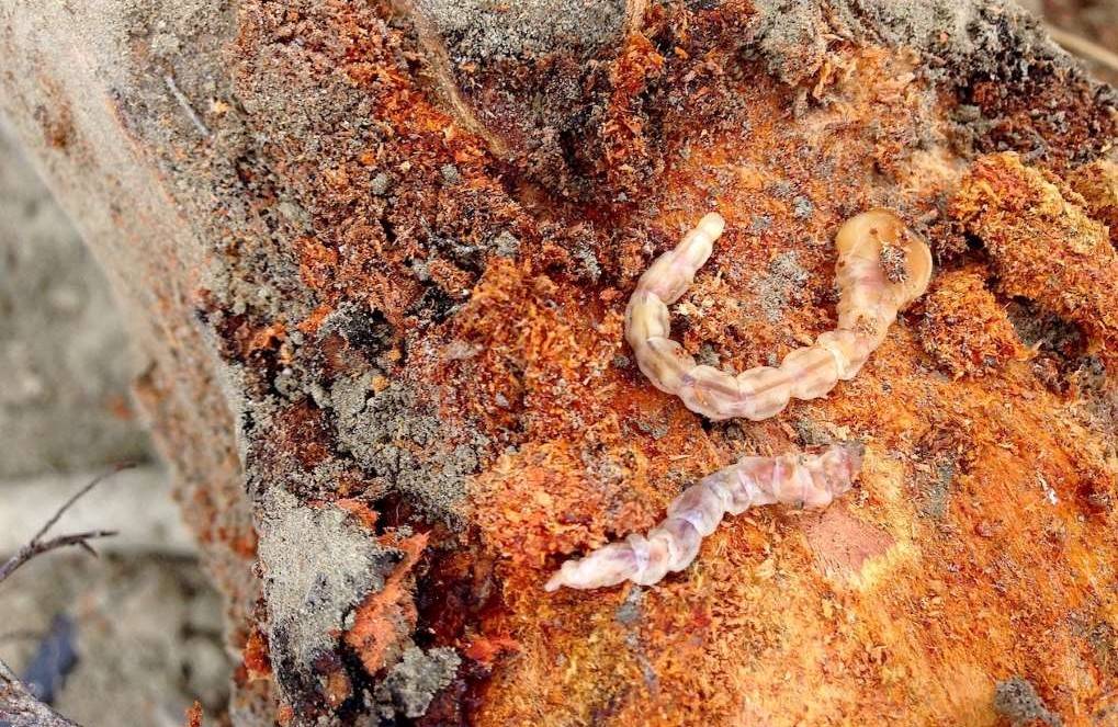 koppert-larva-gusano-cabezudo