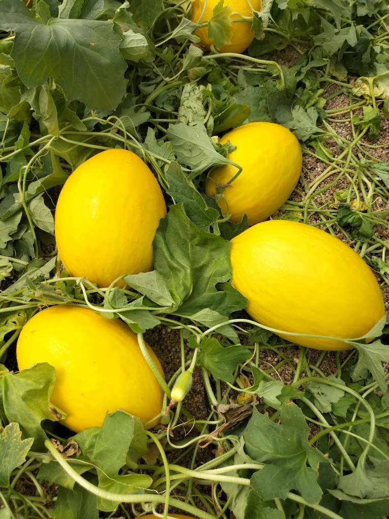 melon fitó indurain
