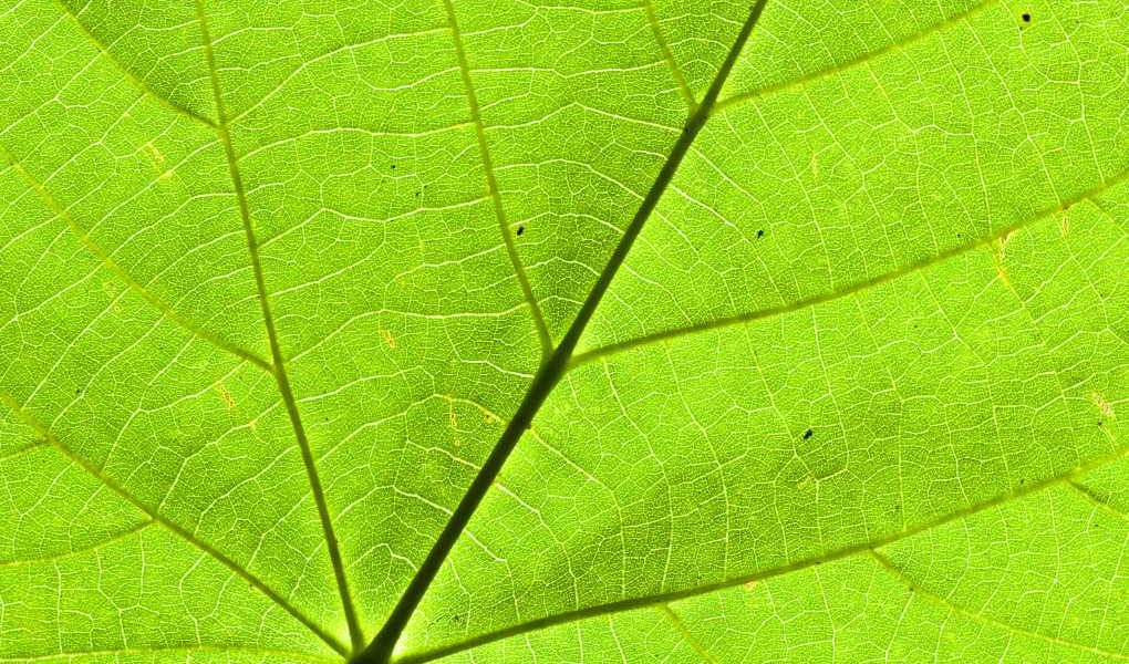 planta fotosíntesis
