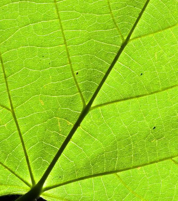 planta fotosíntesis