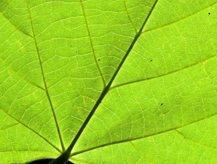 planta fotosíntesis