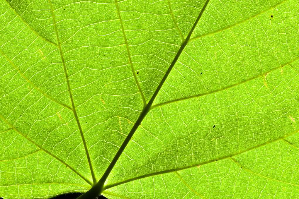 planta fotosíntesis