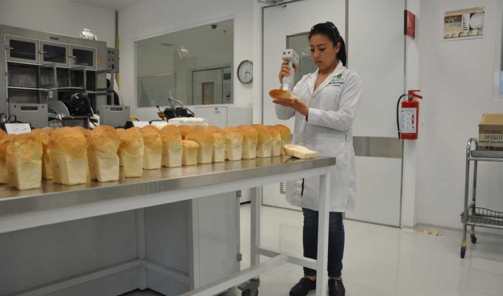 trigo panes investigación