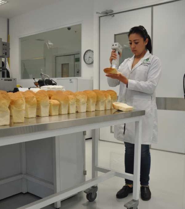 trigo panes investigación