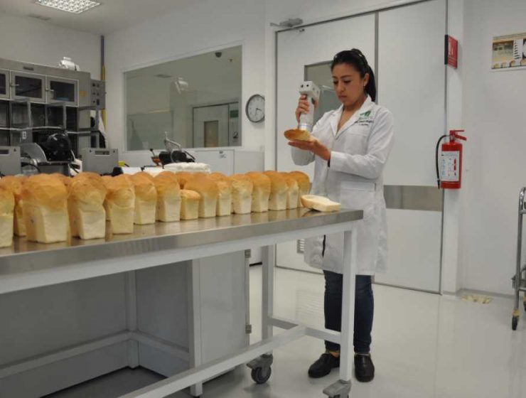 trigo panes investigación
