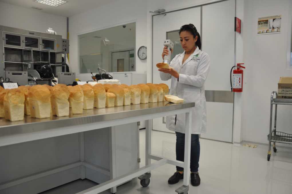 trigo panes investigación