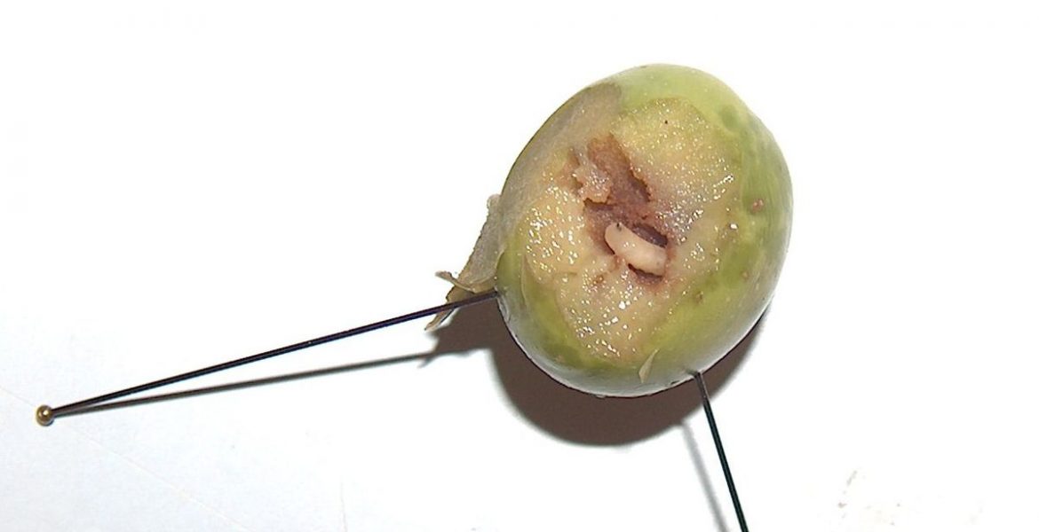 Bactrocera_oleae mosca del olivo