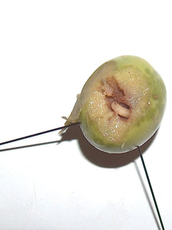 Bactrocera_oleae mosca del olivo