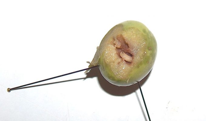 Bactrocera_oleae mosca del olivo