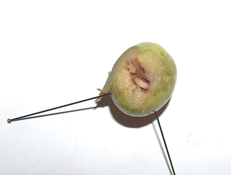 Bactrocera_oleae mosca del olivo