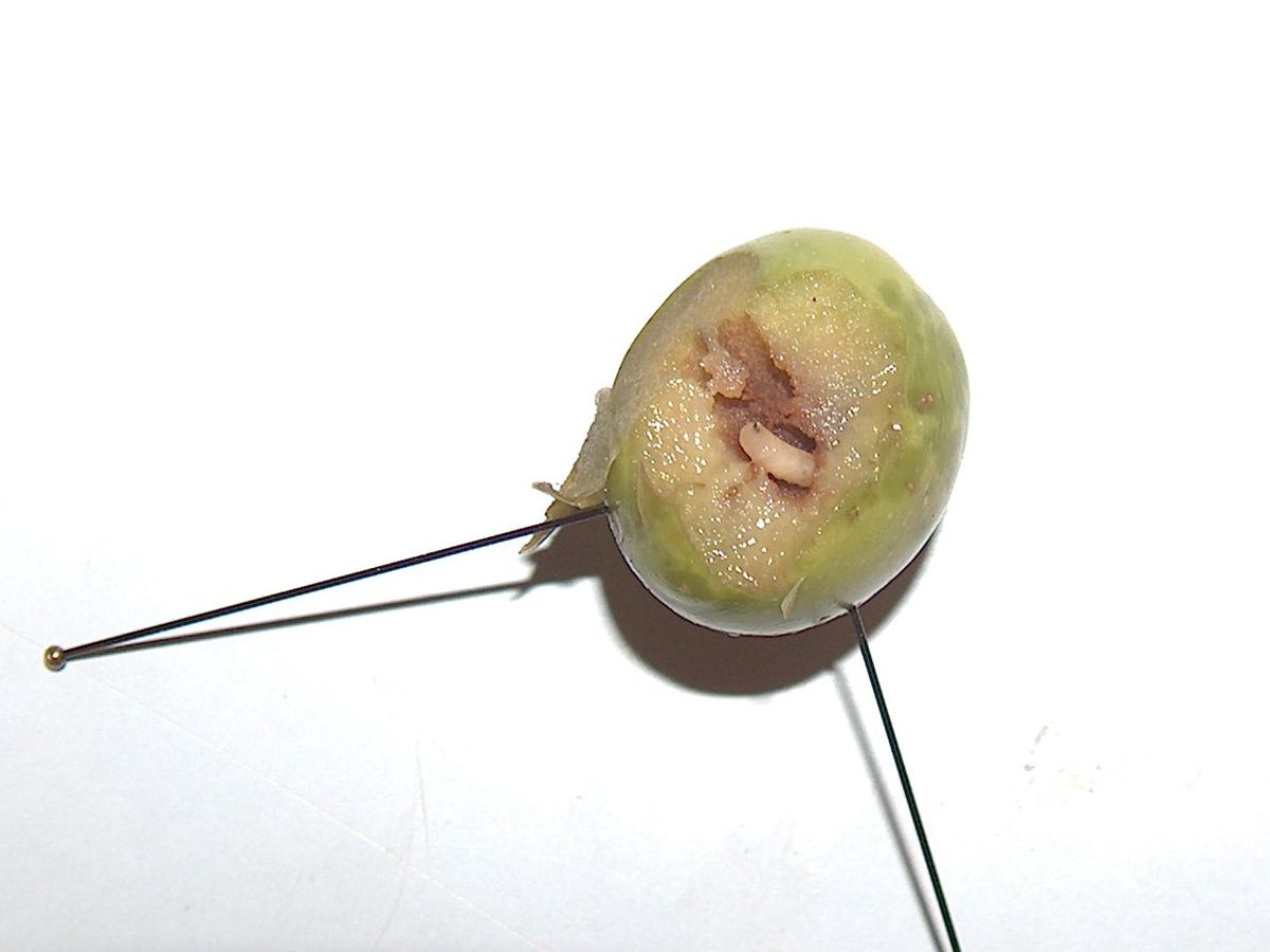 Bactrocera_oleae mosca del olivo