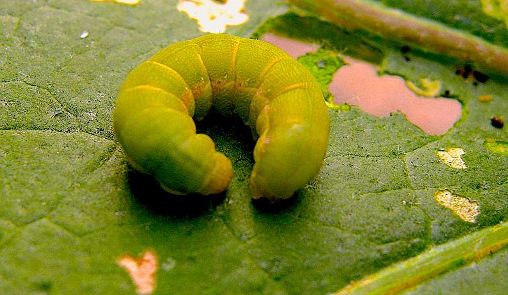 EXIGUA-PIMIENTO nematodos