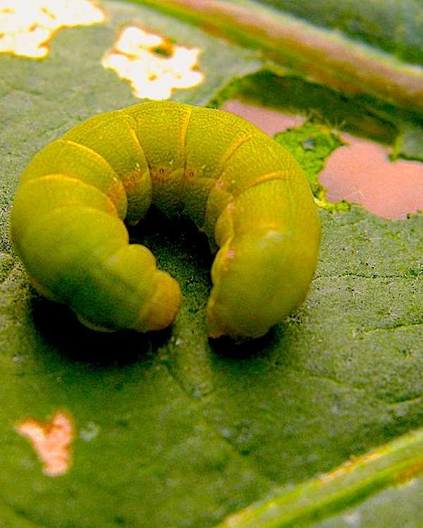 EXIGUA-PIMIENTO nematodos