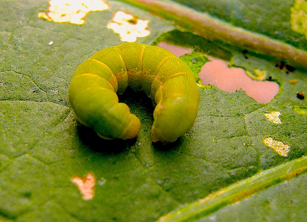 EXIGUA-PIMIENTO nematodos