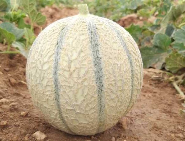 Saramir_3-1 melón