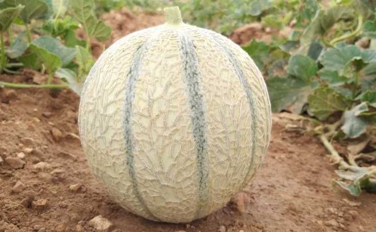 Saramir_3-1 melón