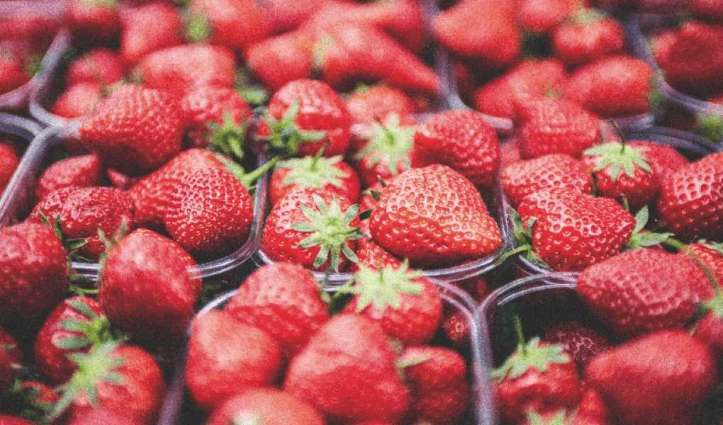 fresas