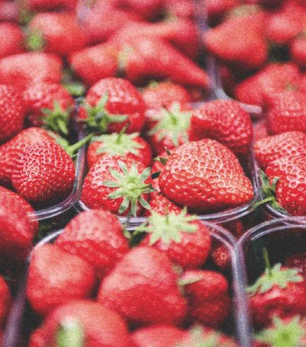 fresas