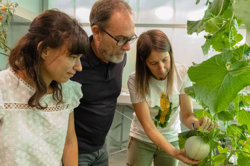 melon IRTA investiga