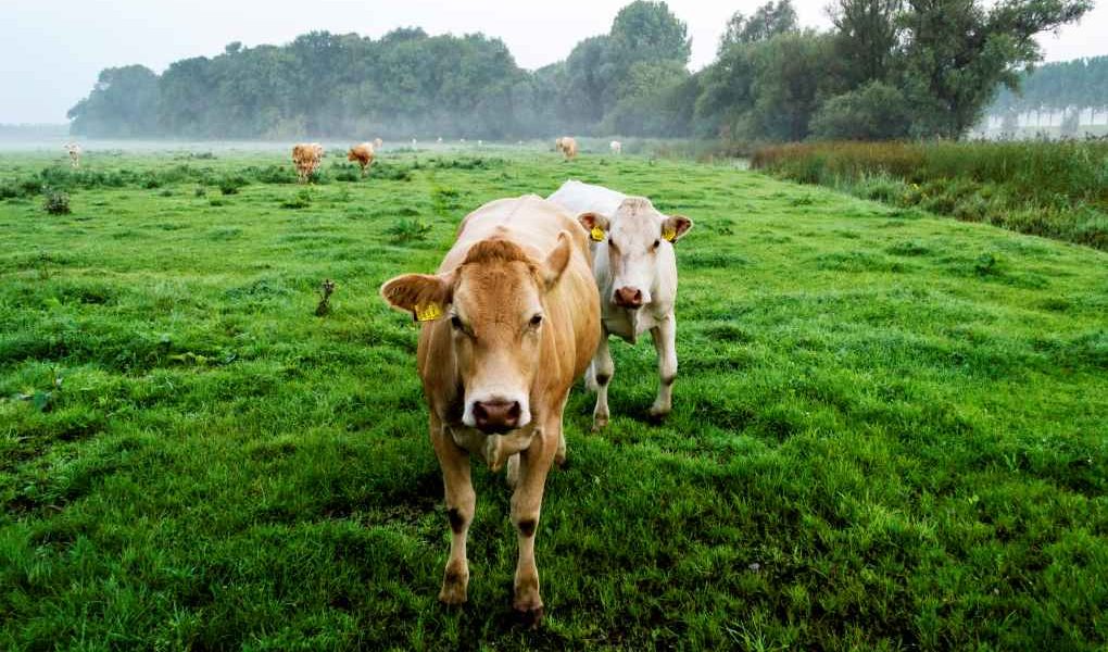 vacas holanda